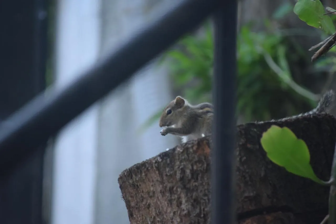 Nocleg ze śniadaniem Calvin'S Villa Negombo